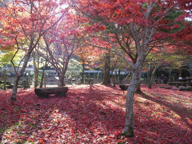 伊豆天城紅葉狩り　昭和の森会館_1