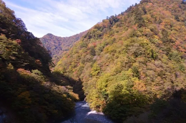【紅葉・見ごろ】丹沢大山国定公園・県立丹沢大山自然公園_1