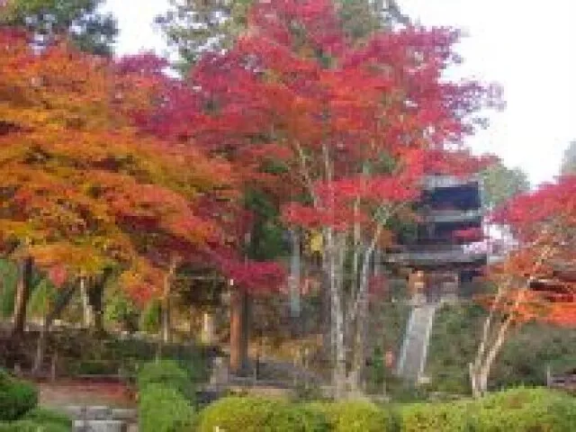 【紅葉・見ごろ】常楽寺（西寺・湖南三山）_1