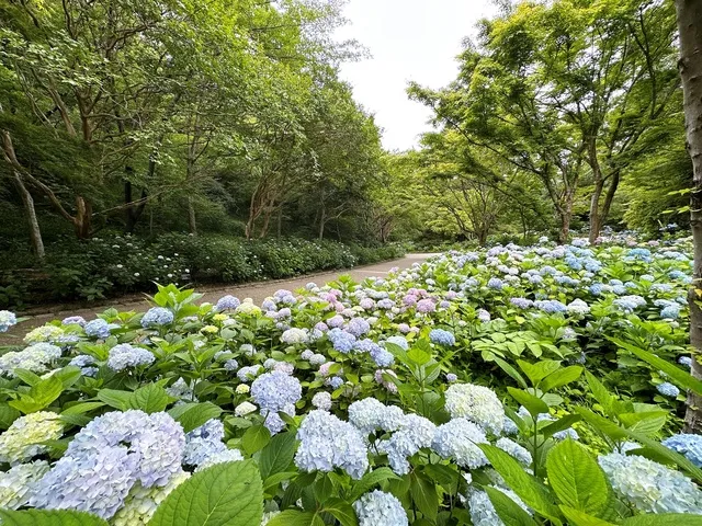 植物園のあじさい散策_1