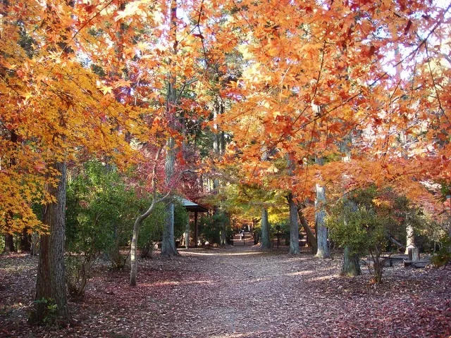 【紅葉・見ごろ】市川市動植物園_1