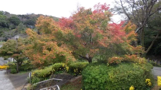 【紅葉・見ごろ】眉山公園_1