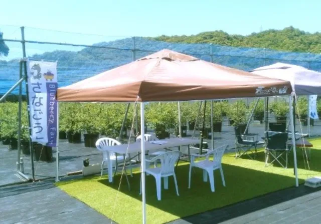 blueberryfarmさなごうち ブルーベリー狩り_1