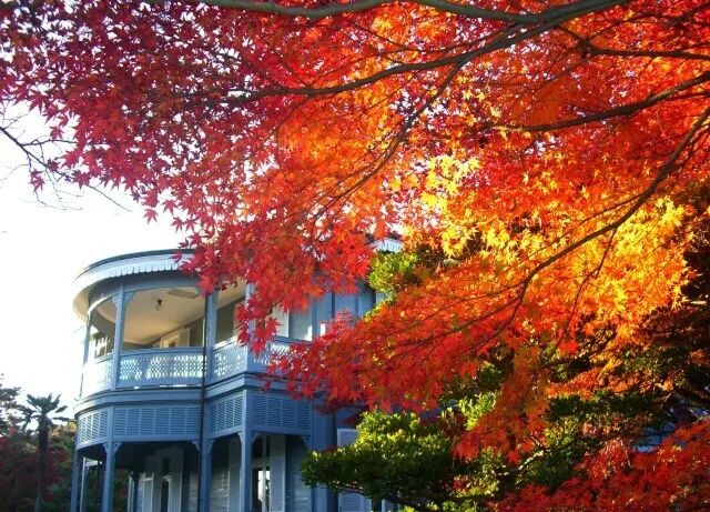 【紅葉・見頃】明治村の紅葉_1