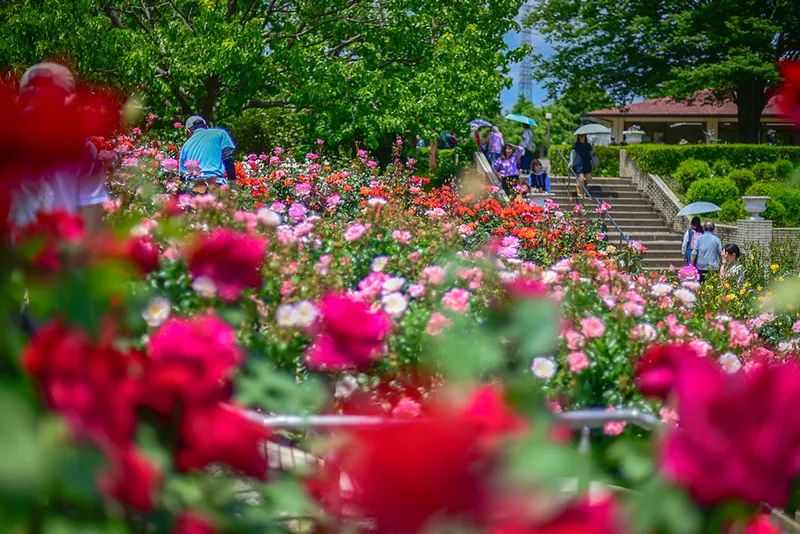 都市緑化植物園　春バラの見頃