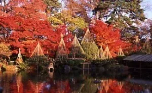 【紅葉・見ごろ】もみじ公園_1