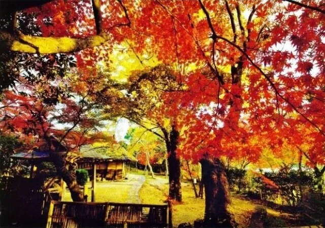 【紅葉・見ごろ】伊藤公記念公園_1