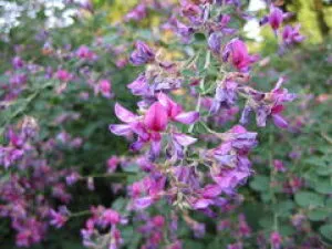 【花・見ごろ】越前町立福井総合植物園　プラントピア　ハギ_1