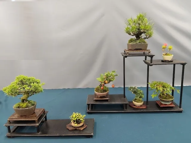 国風香川玉藻小品盆栽会 令和8年秋の作品展_1