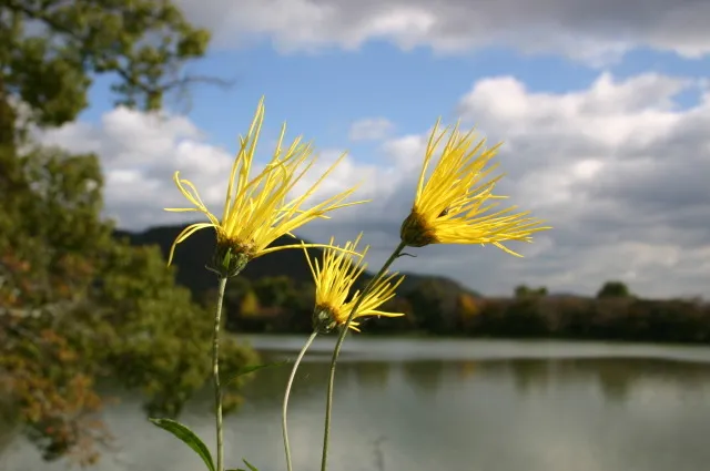 大覚寺　嵯峨菊展_1