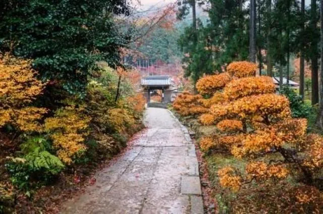 【紅葉・見ごろ】近江孤篷庵_1
