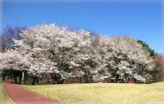 【桜・見ごろ】エミパーク和光樹林（県営和光樹林公園）_1