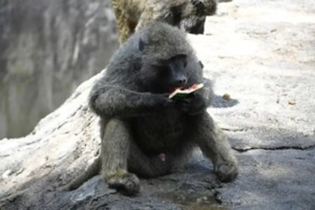 大暑にちなんで動物たちへの暑中見舞い_1