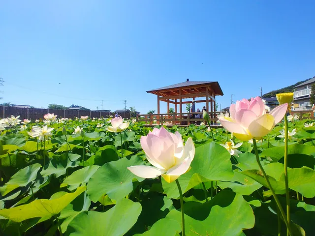 【花・見ごろ】中山の蓮池 舞妃蓮_1