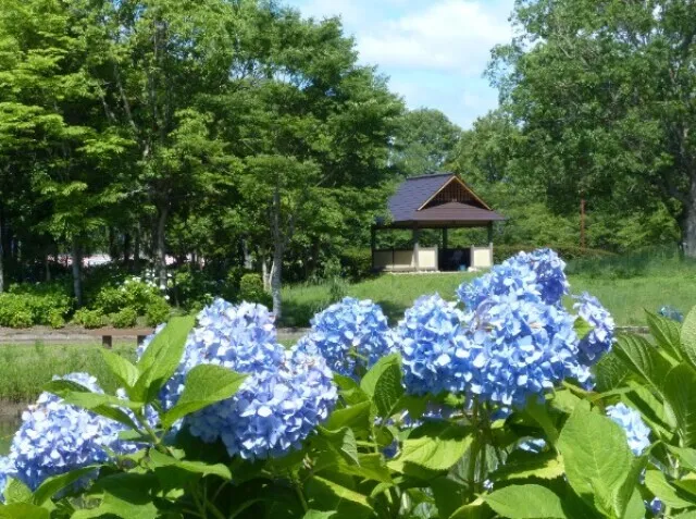 【あじさい・見ごろ】もりやま芦刈園_1
