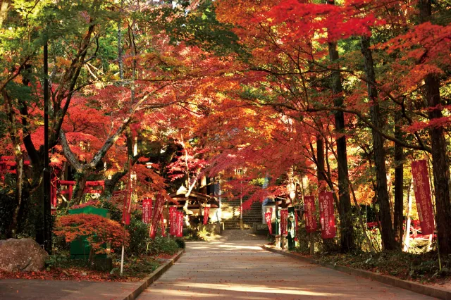 【紅葉・見ごろ】油山寺_1