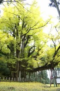 【紅葉・見ごろ】菩提寺の大イチョウ_1