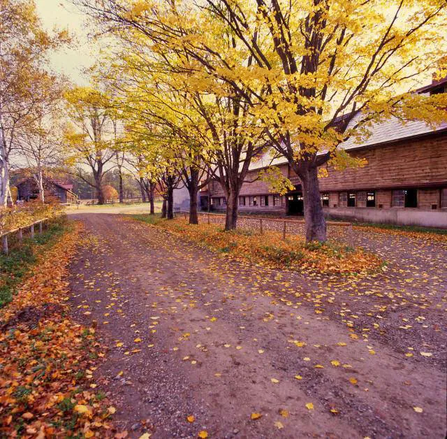 【紅葉・見ごろ】小岩井農場_1