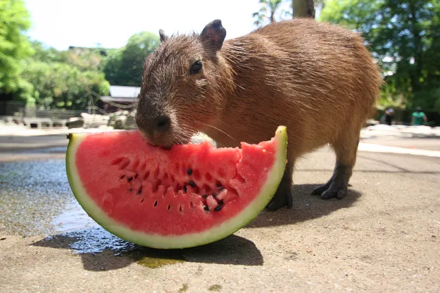 長崎バイオパーク　カピバラのスイカタイム_1