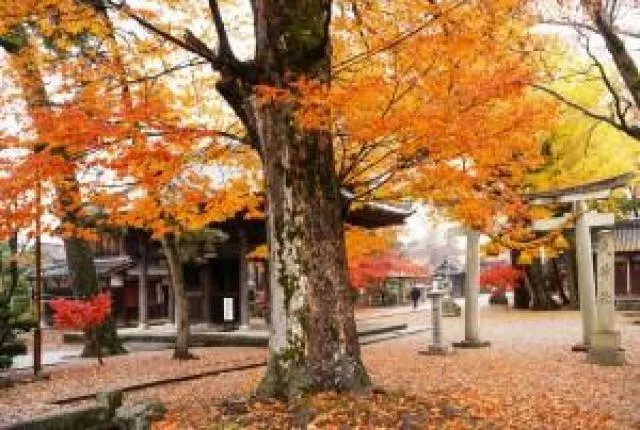 【紅葉・見ごろ】渡岸寺観音堂（向源寺）_1