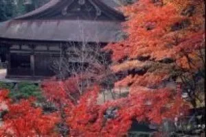 【紅葉・見ごろ】善水寺（湖南三山）_1