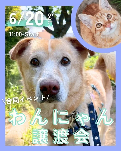 わんにゃん譲渡会_1