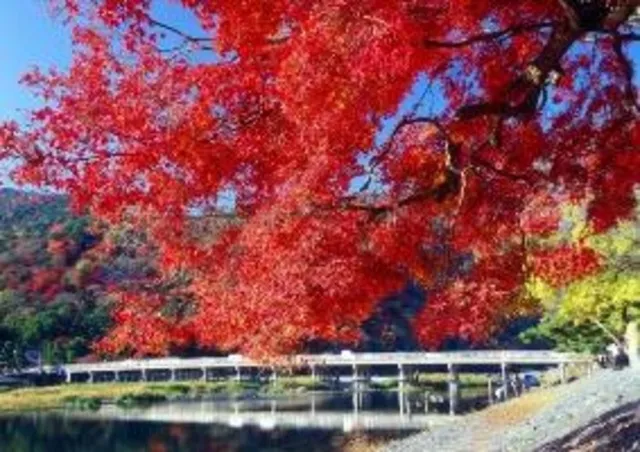 【紅葉・見ごろ】嵐山_1