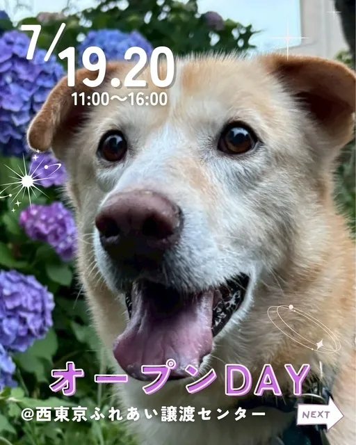 保護犬ふれあいオープンDAY_1