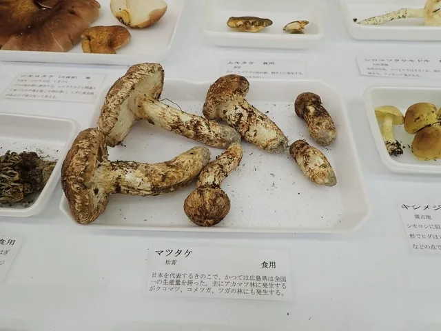 野生きのこ展_1