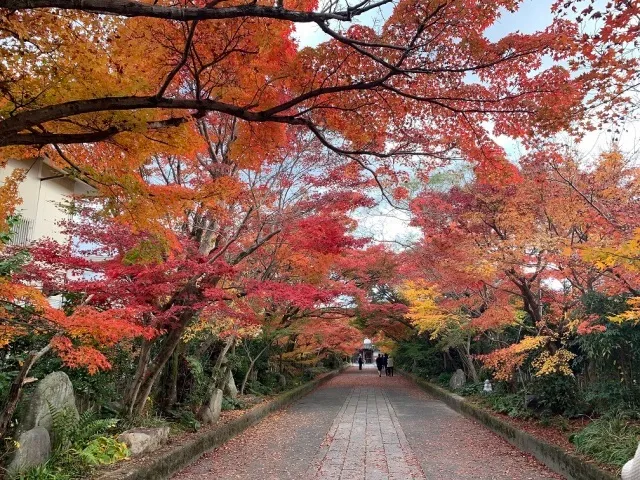 【紅葉・見ごろ】龍福寺_1