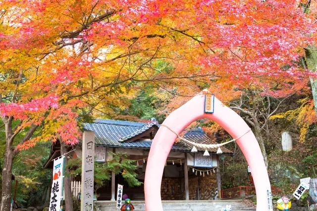 【紅葉・見ごろ】桃太郎公園_1