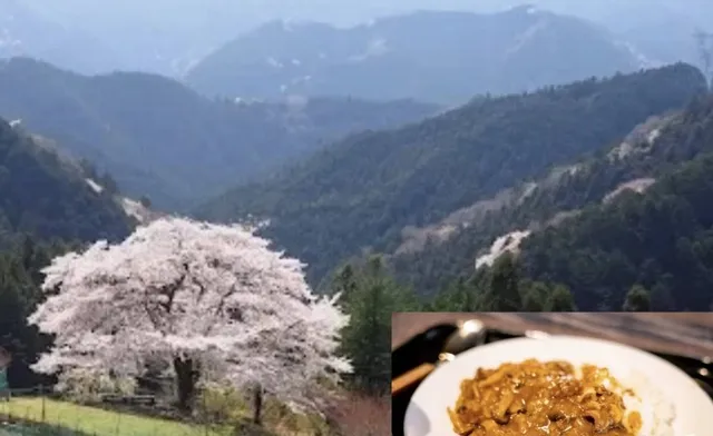 八徳の一本桜を見に行こう（ジビエカレーランチ付き）_1