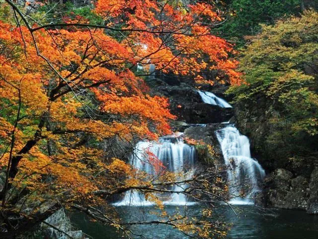 【紅葉・見ごろ】三ツ滝_1
