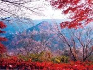 【紅葉・冬桜・見ごろ】城峯公園_1