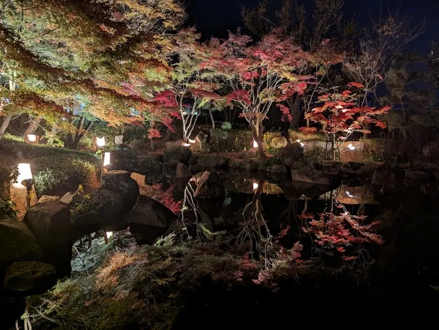 大磯城山公園もみじのライトアップ2025_1
