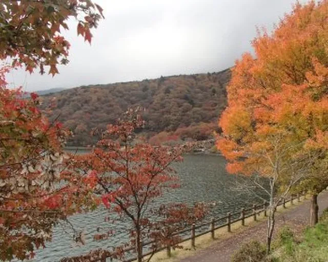 【紅葉・見ごろ】田貫湖周辺_1