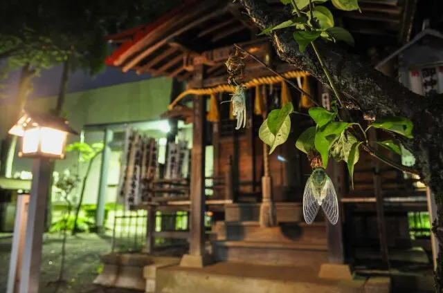夏の夜の自然観察～セミの羽化や神社の生きもの観察～_1