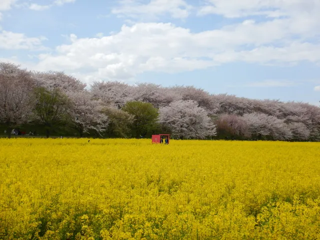 関東埼玉の桜と菜の花の名所「権現堂桜堤」お花見カヤック体験