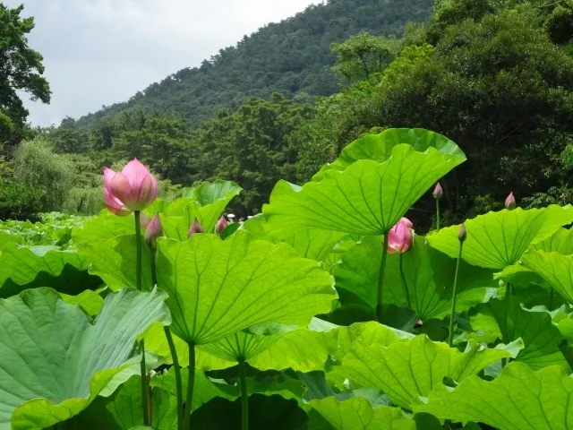 【花・見ごろ】栗林公園のハス_1