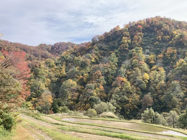 【紅葉・見ごろ】留守原の棚田_1
