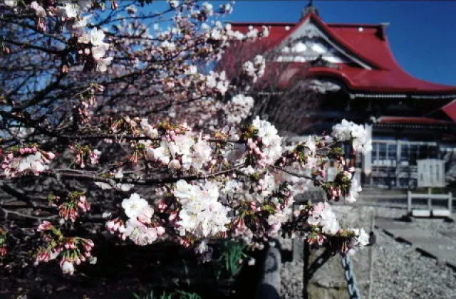【桜・見ごろ】清隆寺_1
