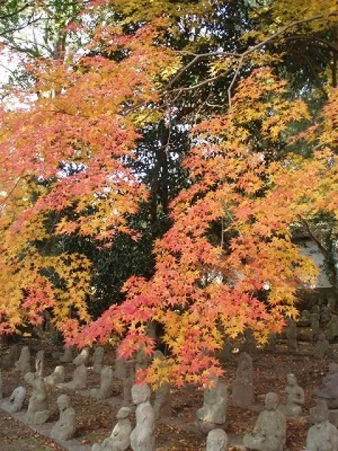【紅葉・見ごろ】祥光山星巌寺_1