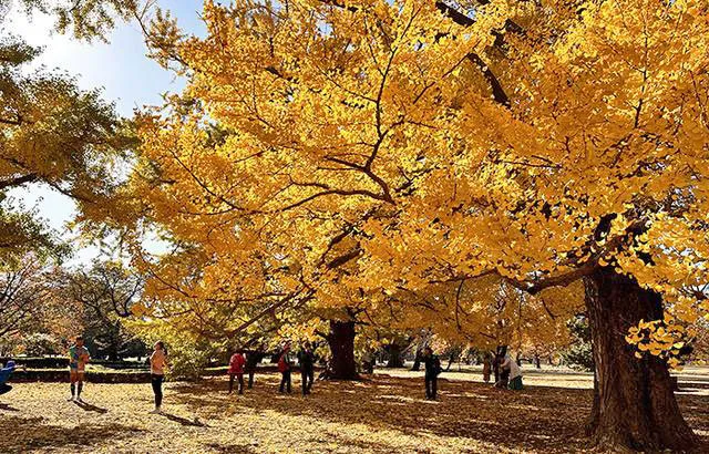 【紅葉・見ごろ】新宿御苑_1