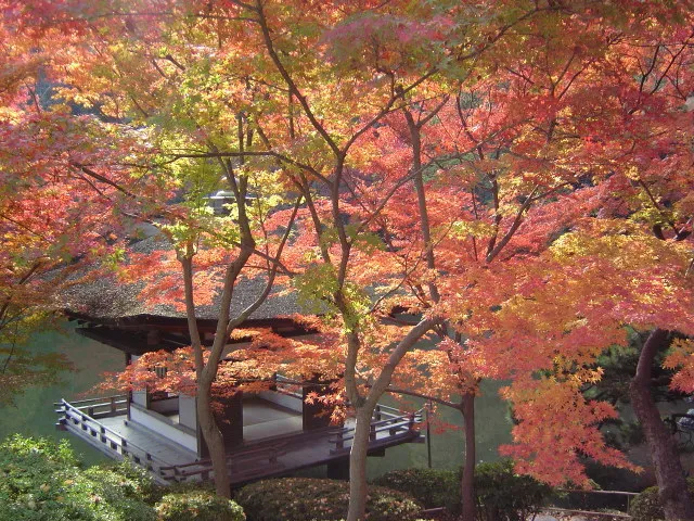 【紅葉・見ごろ】紅葉渓庭園_1