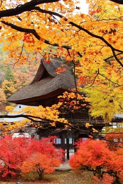 【紅葉・見ごろ】霊松寺_1