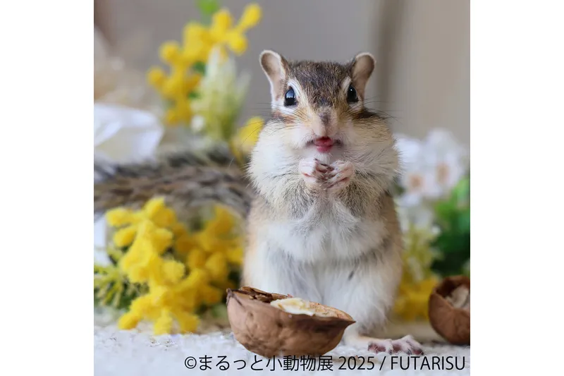 まるっと小動物展 2025