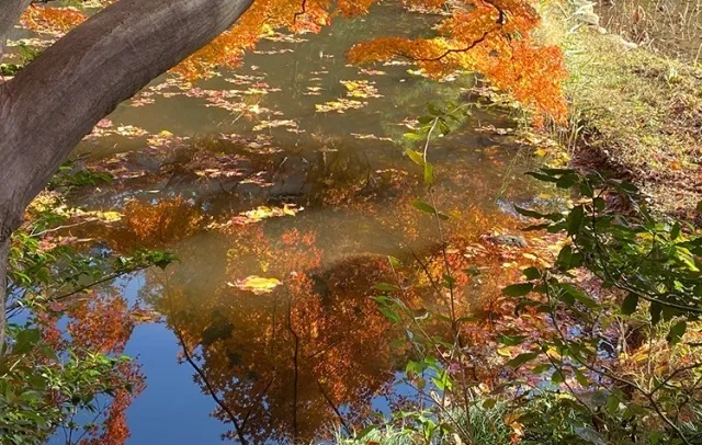 【紅葉・見ごろ】御殿山庭園_1