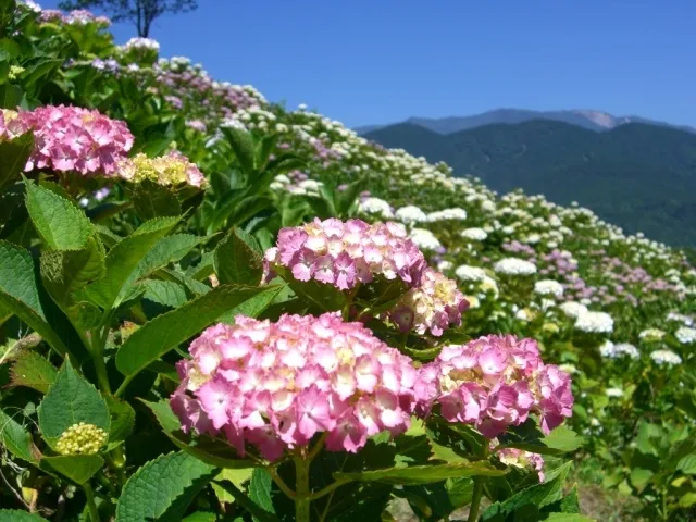 第23回南部あじさいまつり_1