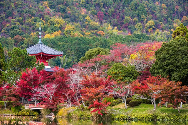 【紅葉・見ごろ】旧嵯峨御所 大本山大覚寺_1