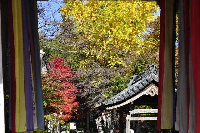 【紅葉・見ごろ】金生山　明星輪寺_1